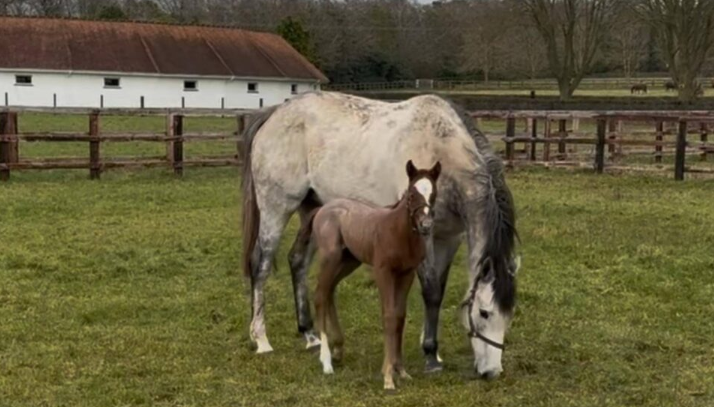 How Horses Adapt to Travel