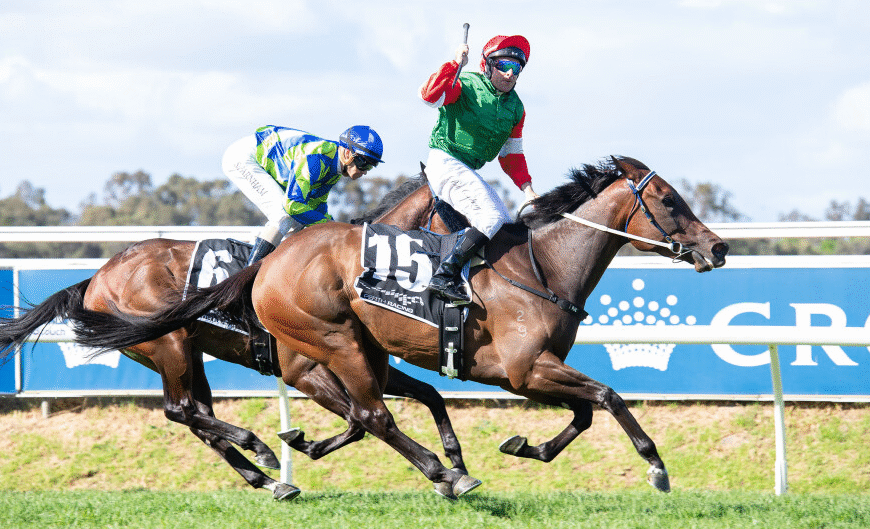 How Horses Are Ranked in Competition