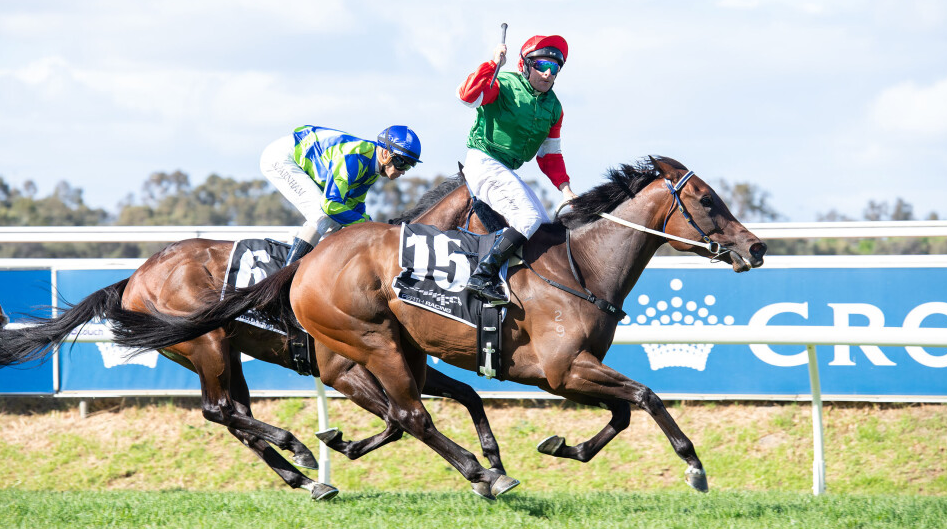 How Horses Are Ranked in Competition