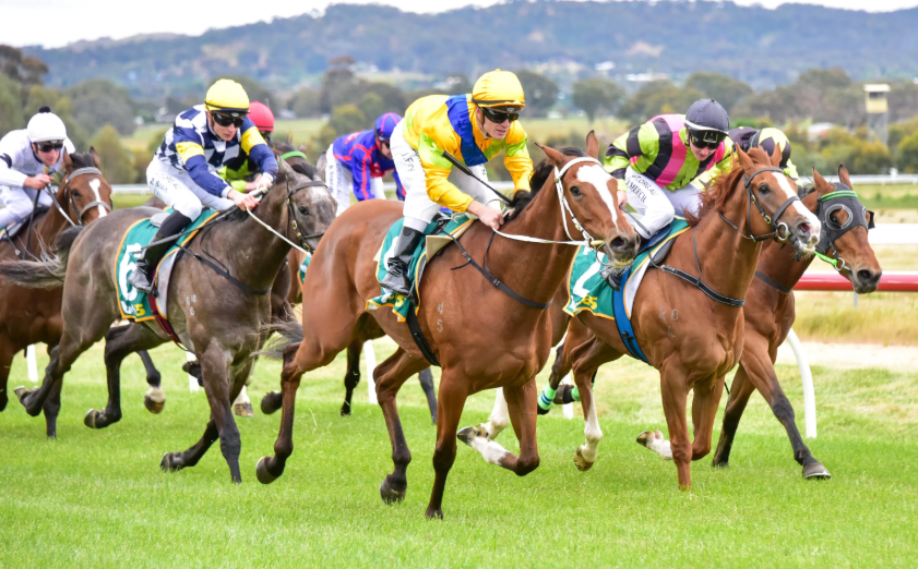 How Horses Are Trained to Use the Starting Gate