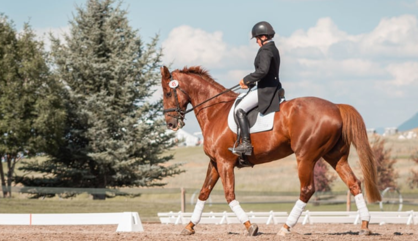 How Horses Build Endurance